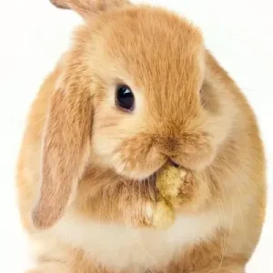 Najlepsza cena Ręcznik plażowy 70x140 Króliczek królik rudy beżowy Bunny brown 8827