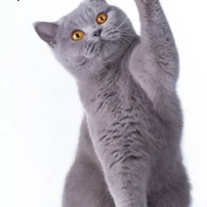 Dodaj do koszyka Ręczniczek do przedszkola 30x50 Cat bengalski kot dziecięcy Babies
